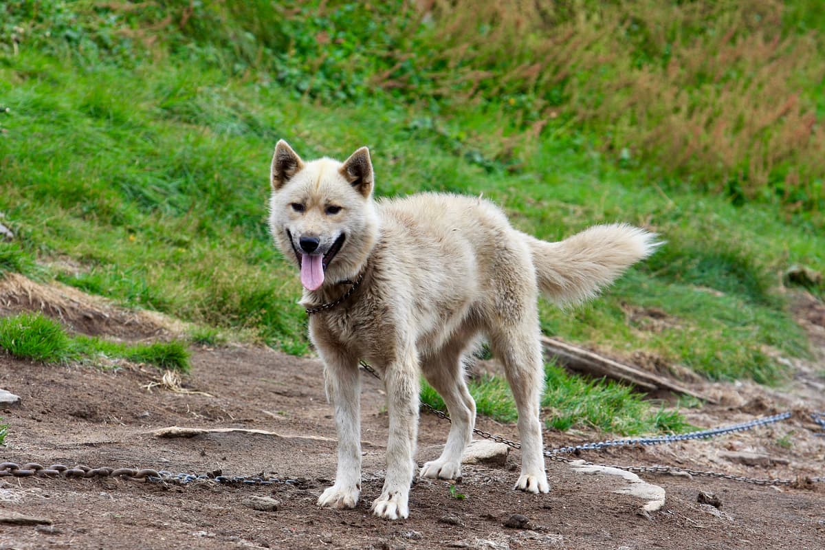 Groenlandse Hond playing
