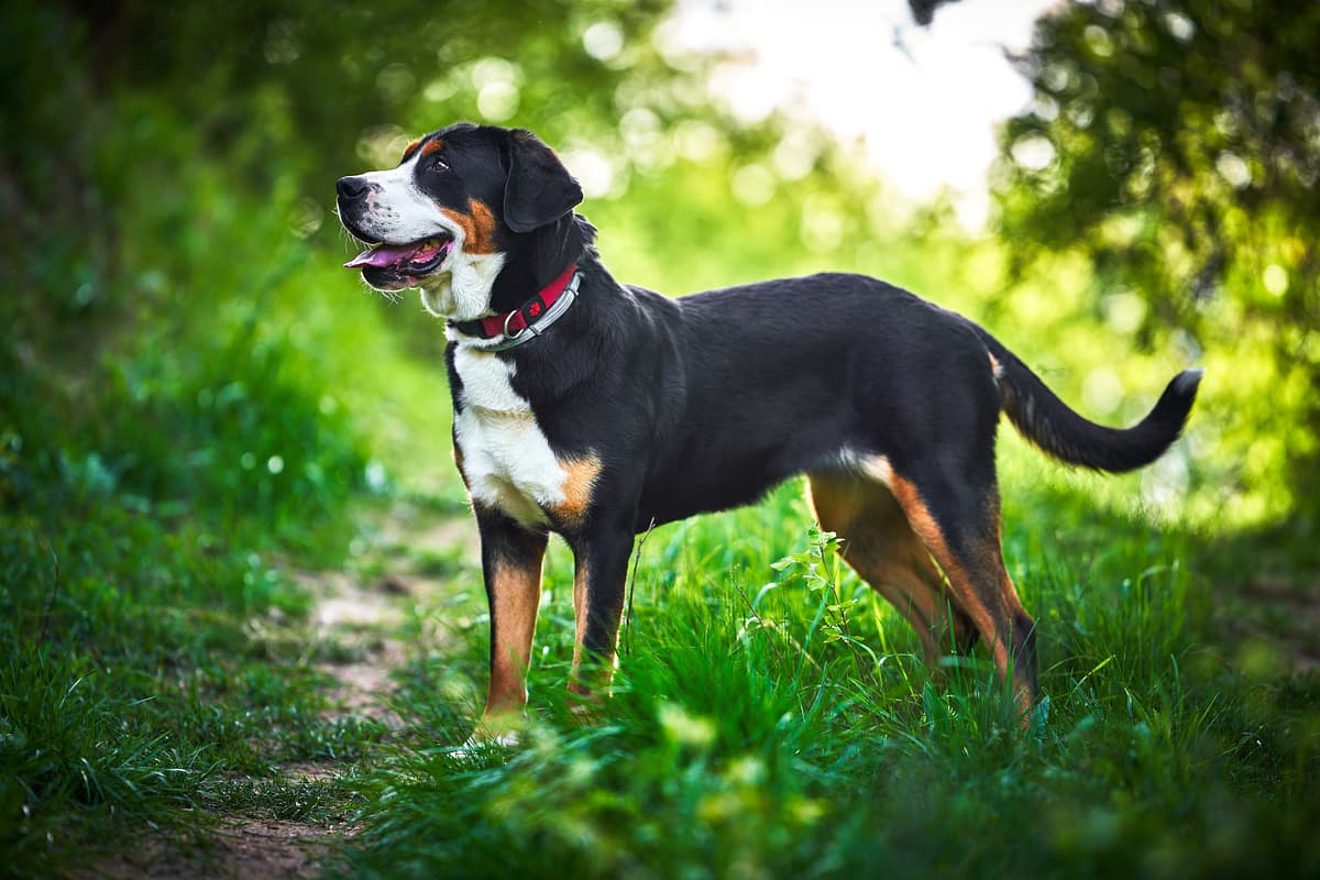 Greater Swiss Mountain Dog playing