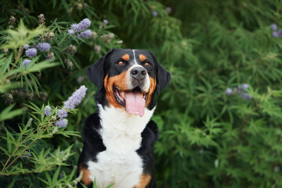 Greater Swiss Mountain Dog with family