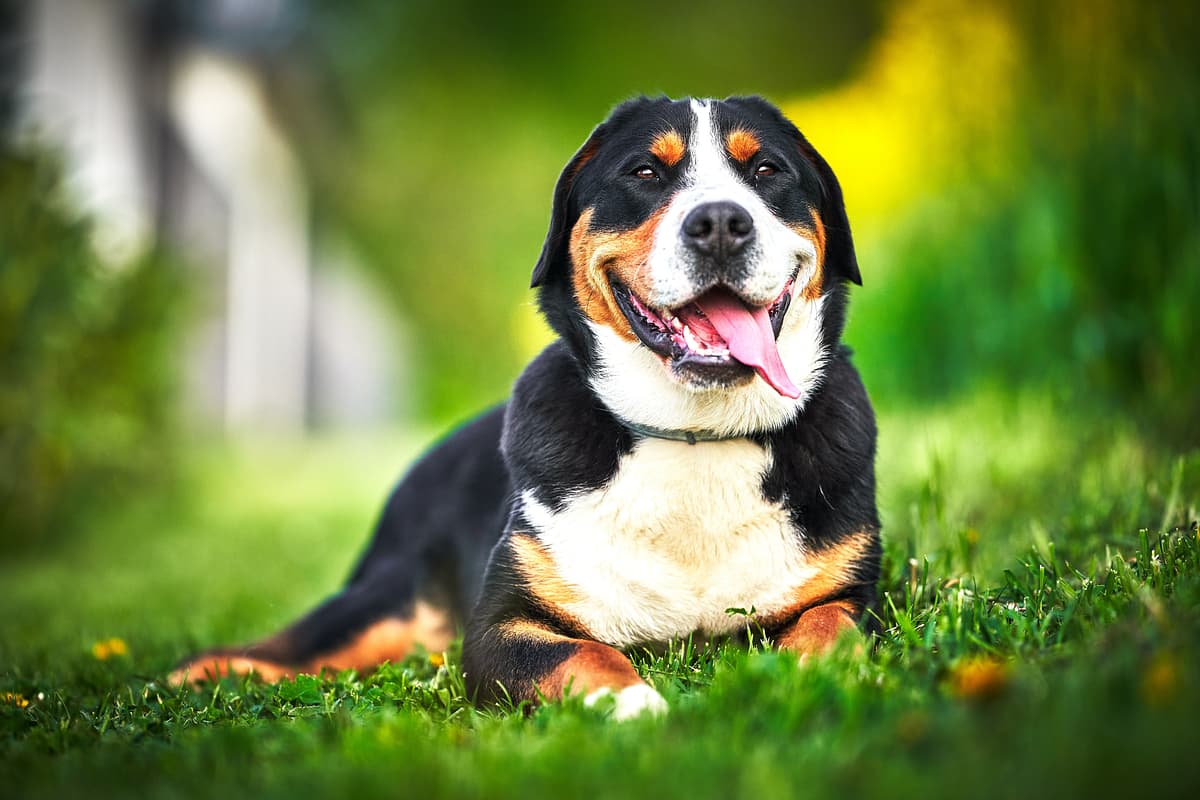 Greater Swiss Mountain Dog