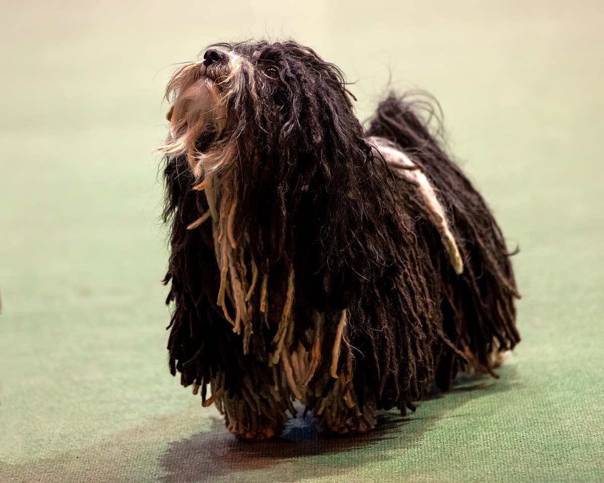 Havanese breed