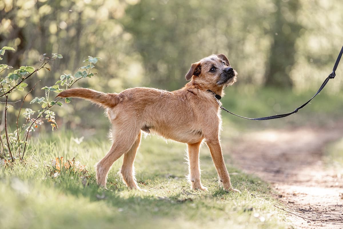 Hollandse Smoushond playing