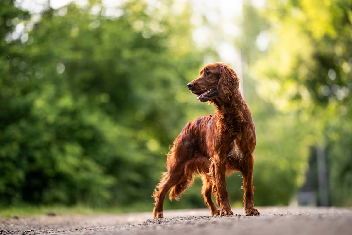 Ierse Setter playing
