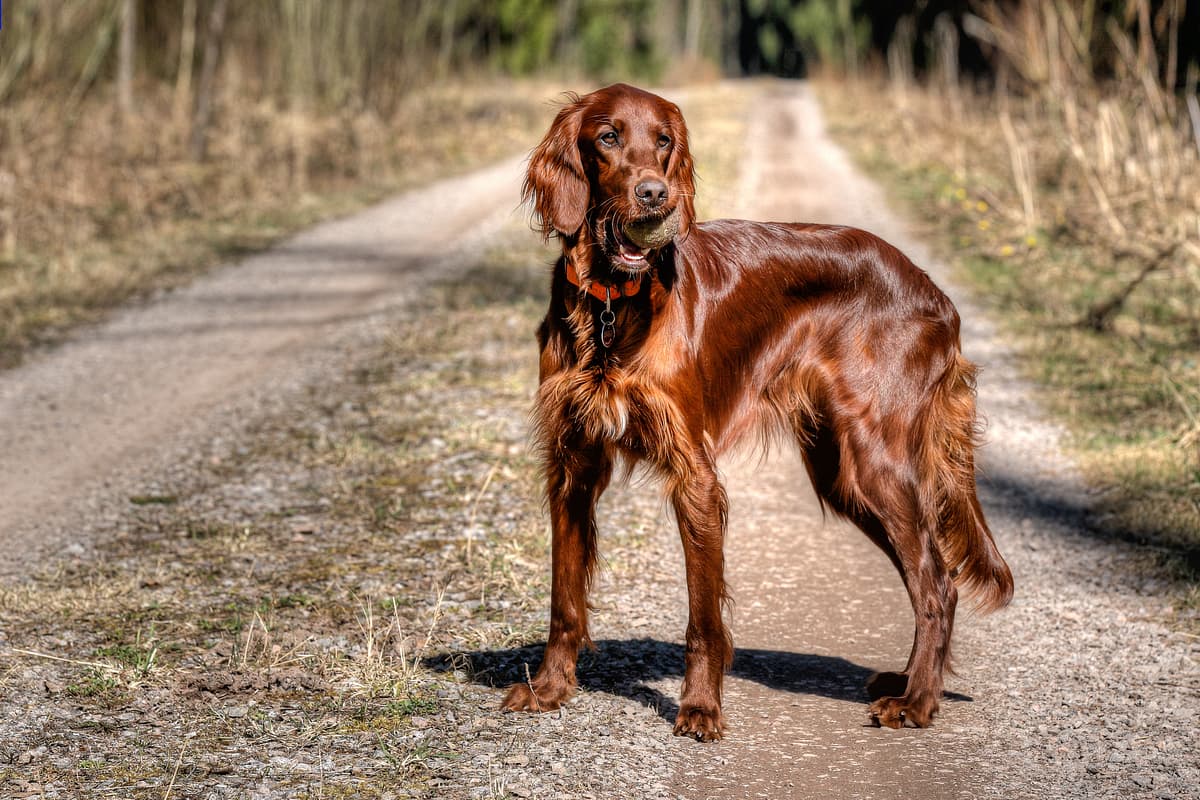 Ierse Setter