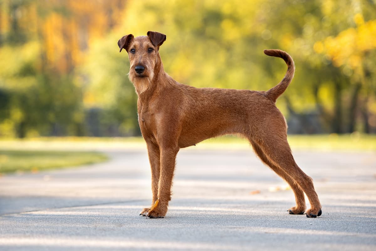 Ierse Terrier