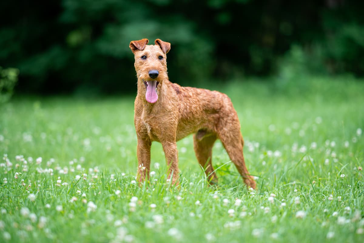 Ierse Terrier playing