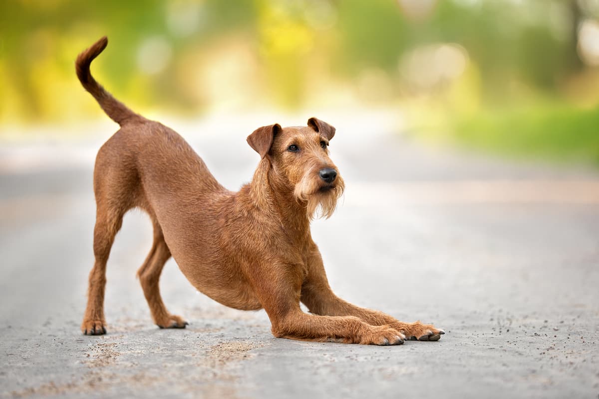 Ierse Terrier with family