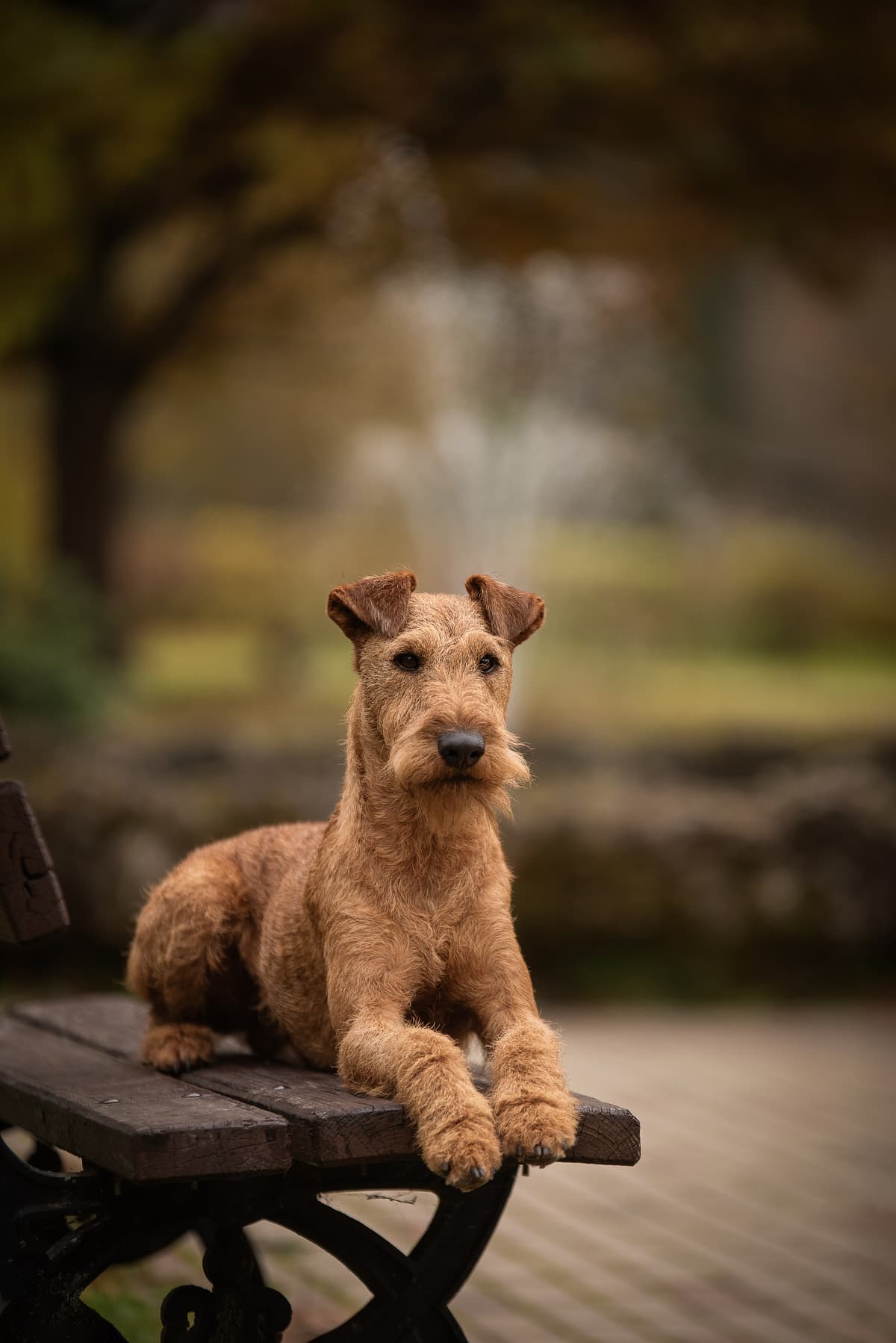 Ierse Terrier