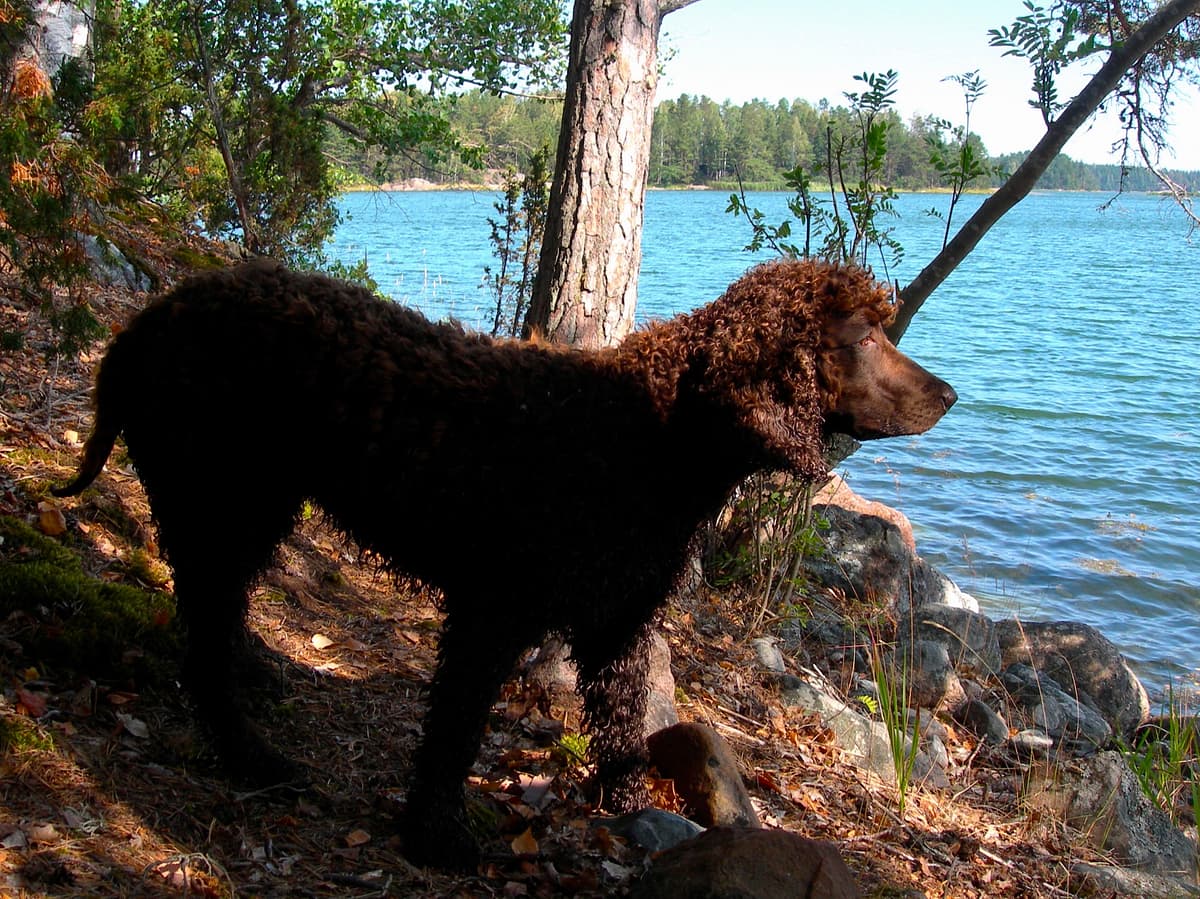 Irish Water Spaniel