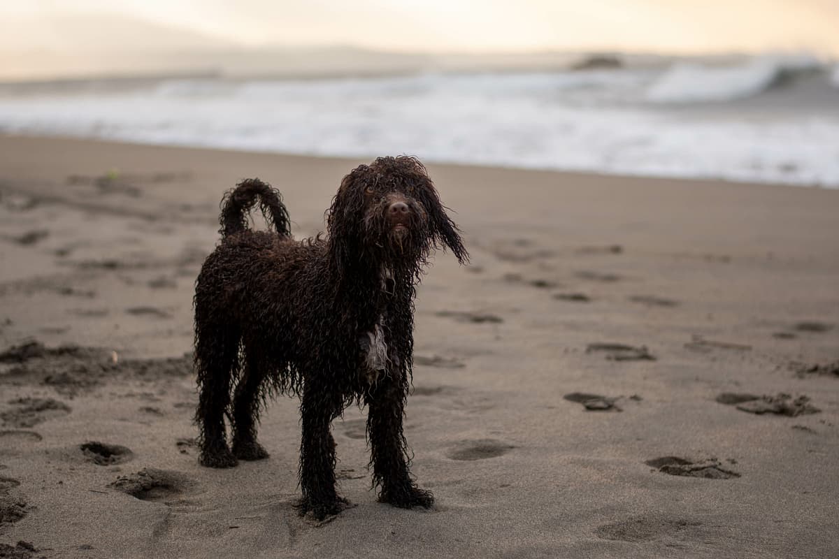 Irish Water Spaniel playing