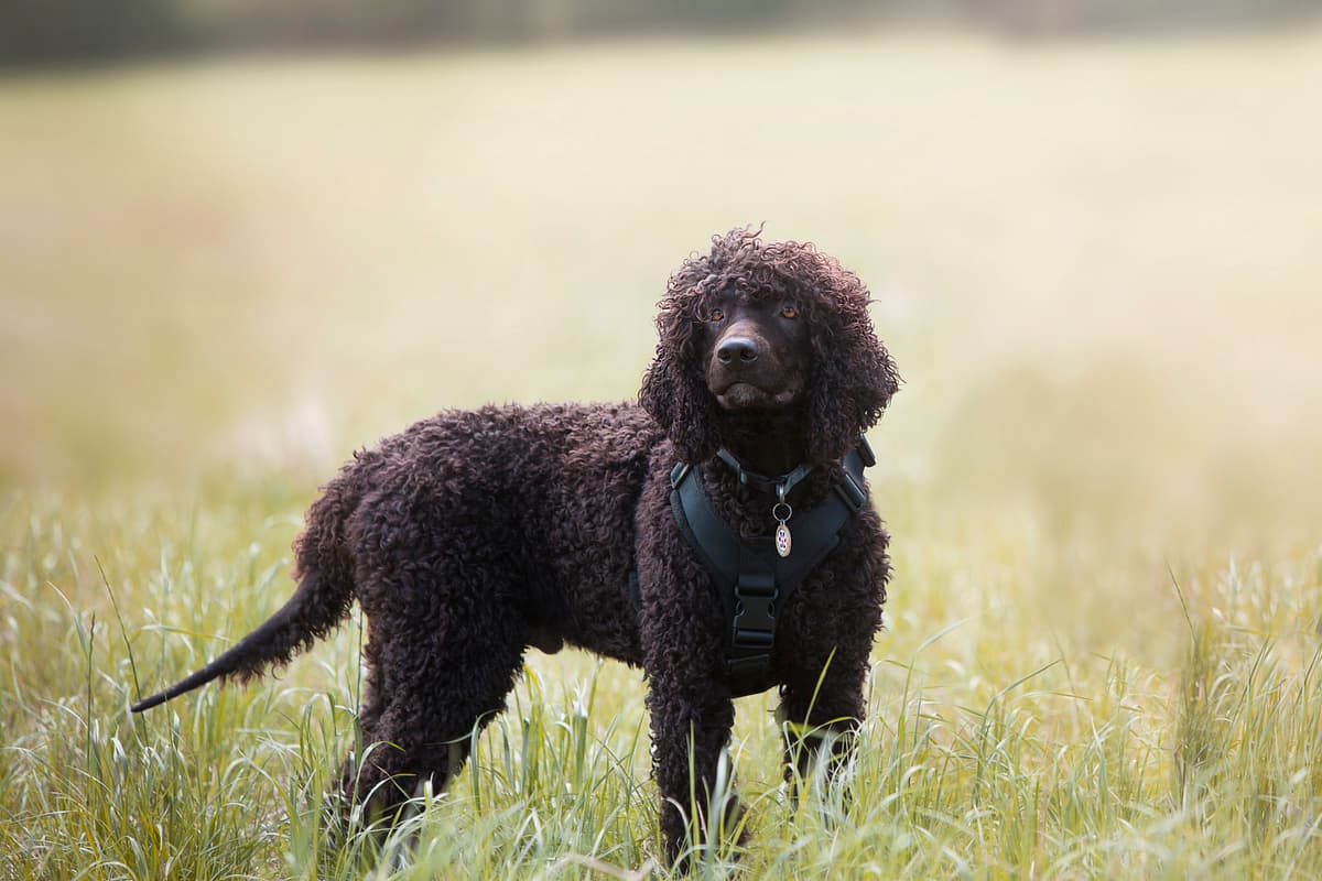 Irish Water Spaniel with family