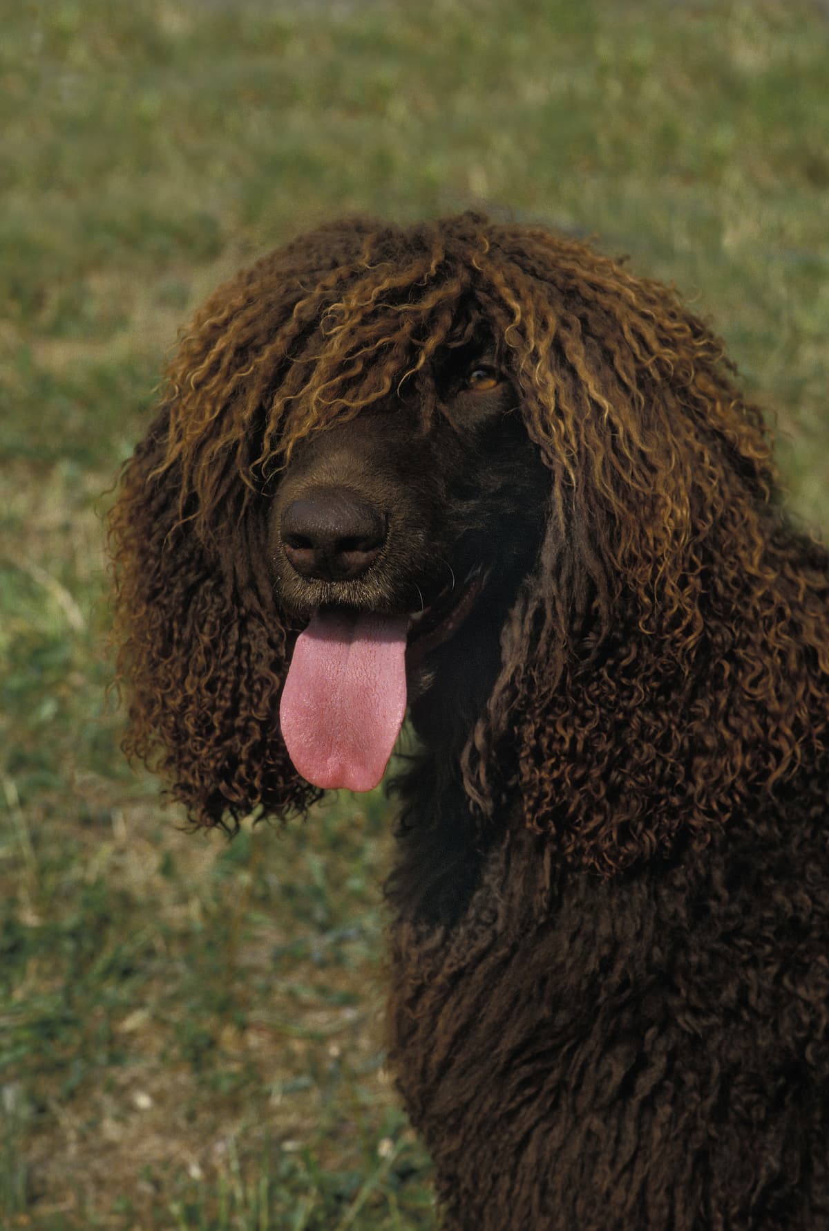 Irish Water Spaniel