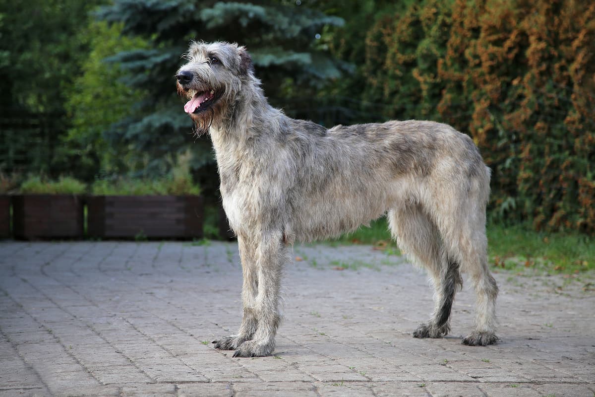 Ierse Wolfshond