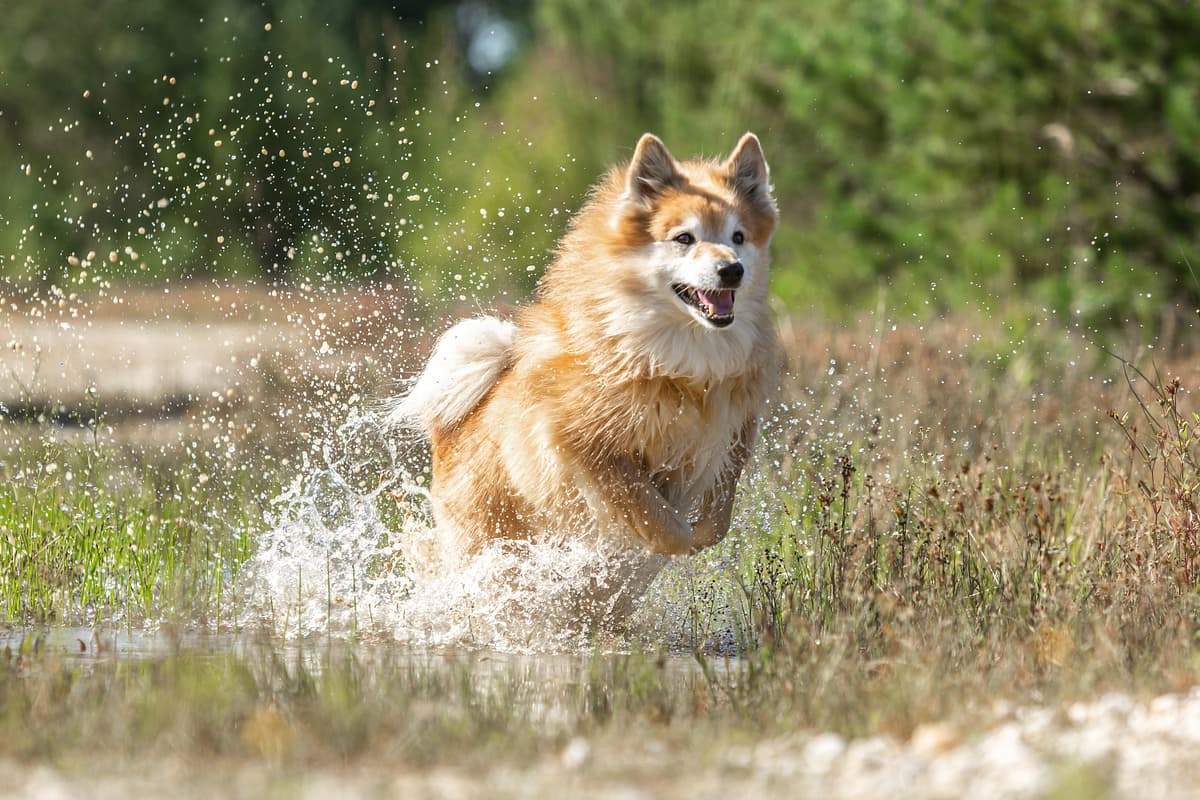 IJslandse hond playing
