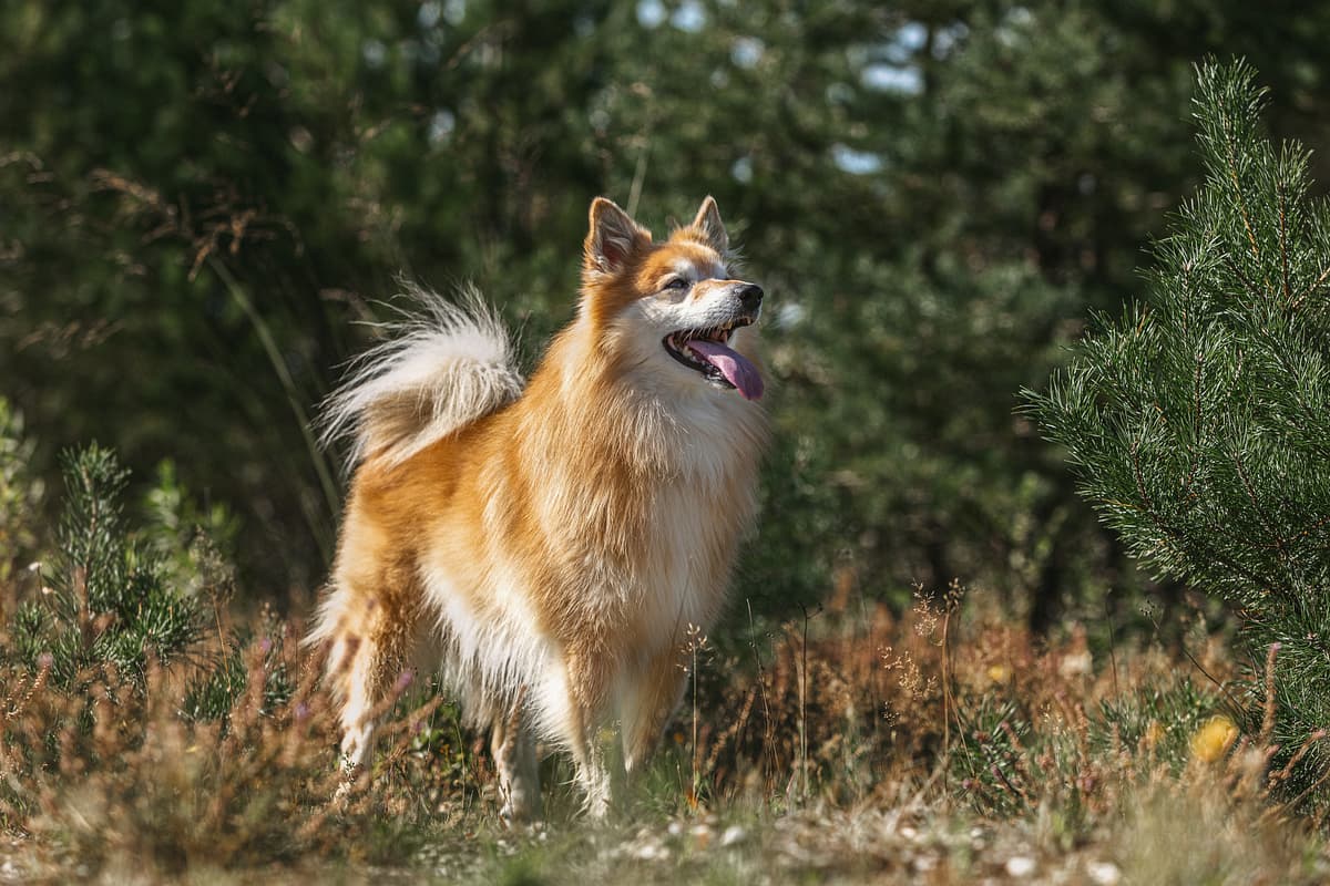 IJslandse hond with family
