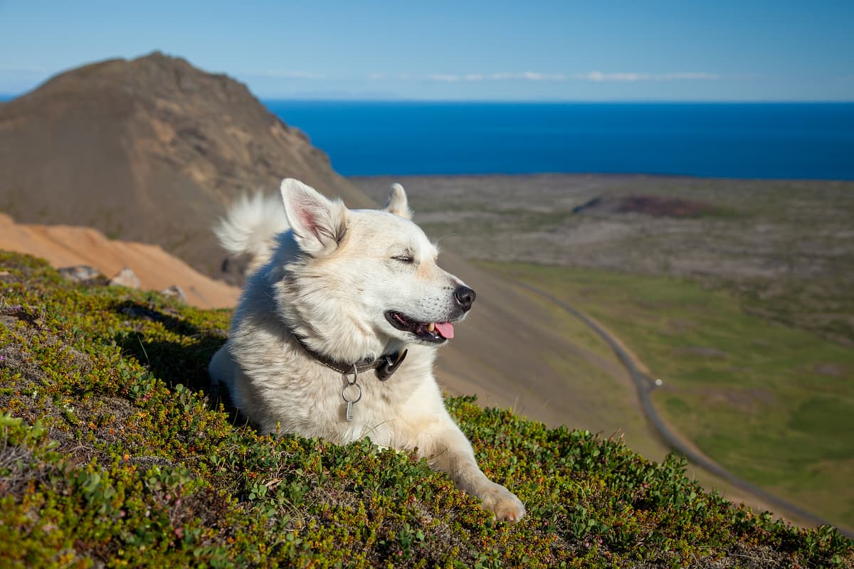 IJslandse hond