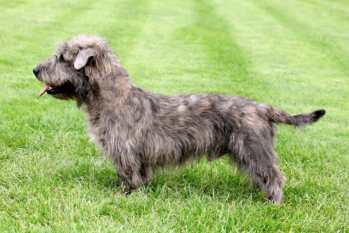Irish Glen of Imaal Terrier