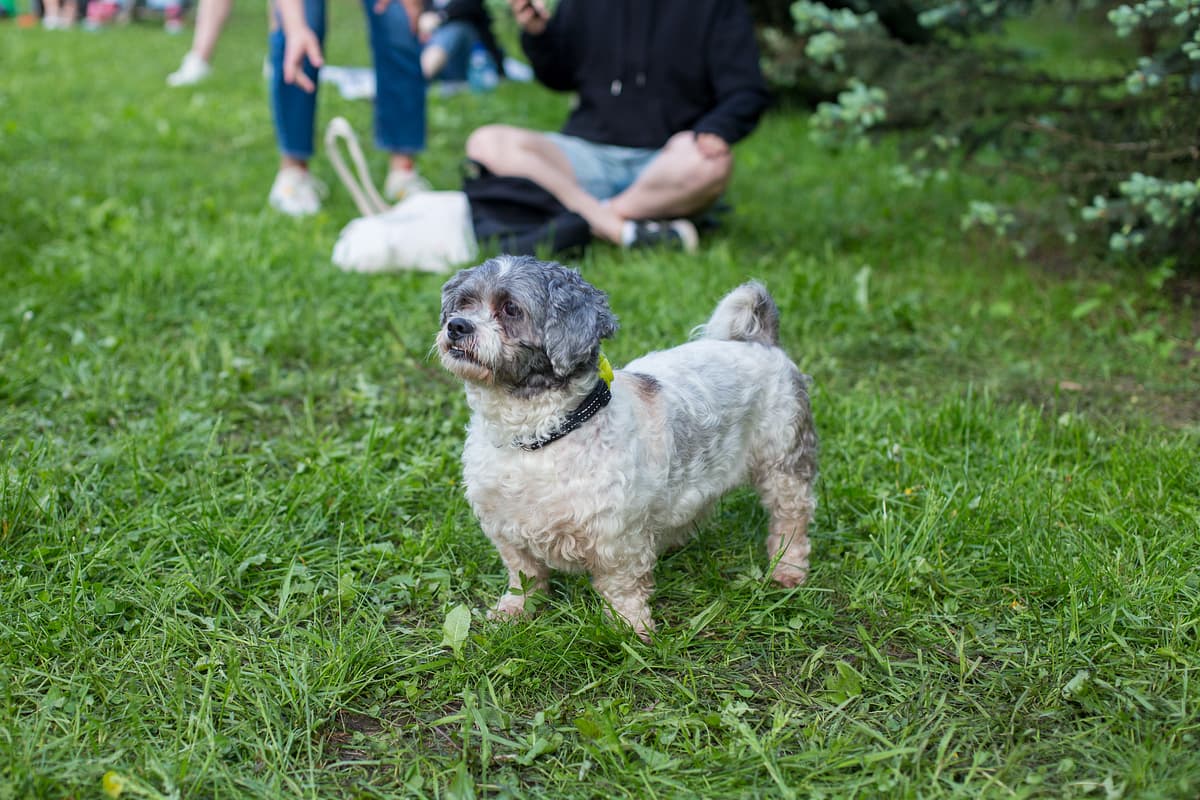 Glen of Imaal Terrier with family