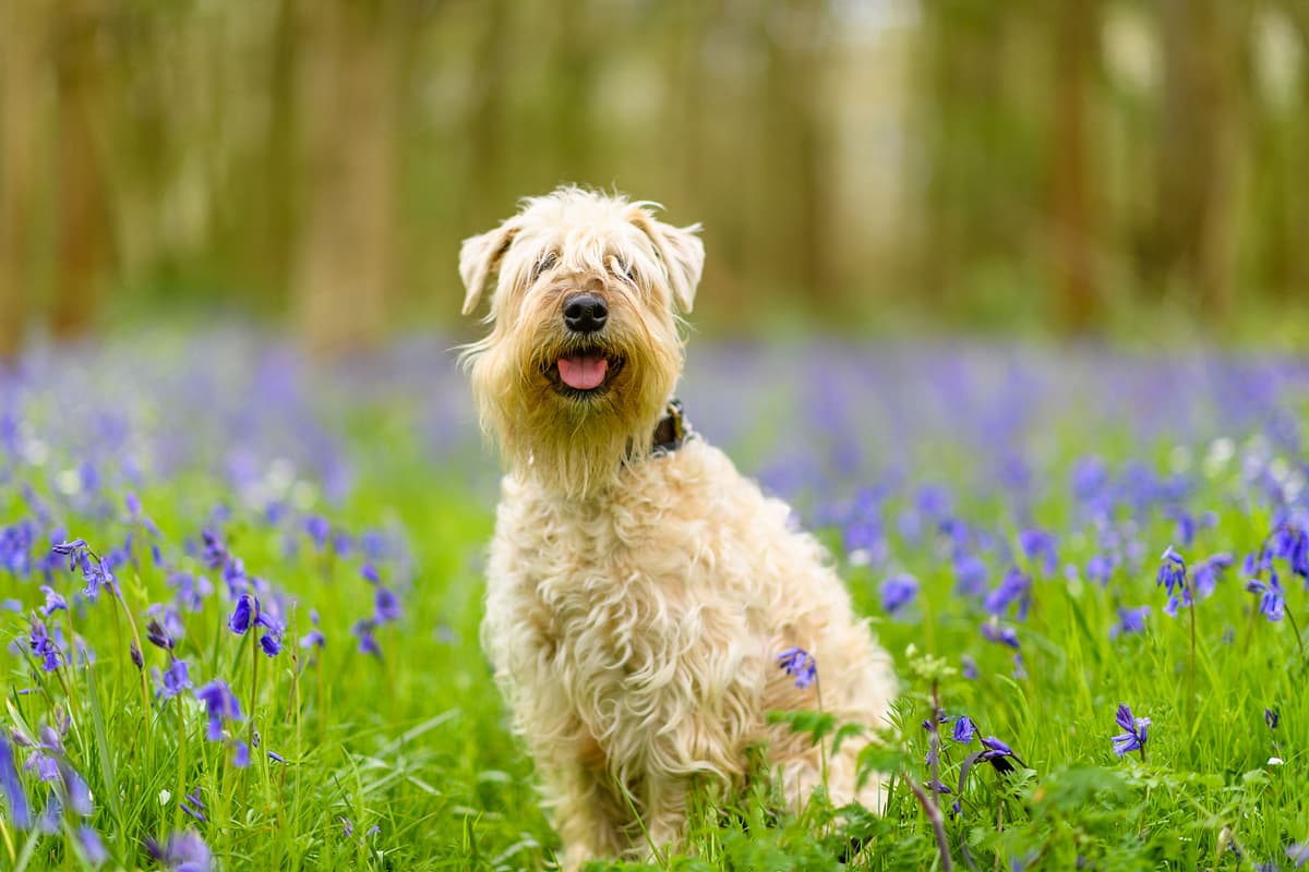 Irish Softcoated Wheaten Terrier