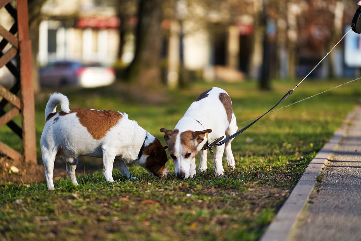 Jack Russell Terrier playing