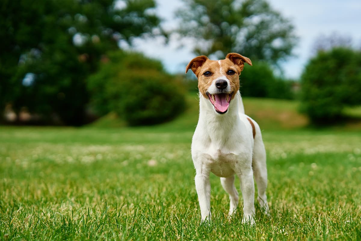 Jack Russell Terrier with family