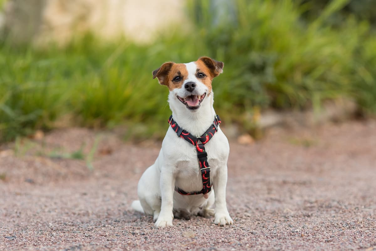 Jack Russell Terrier