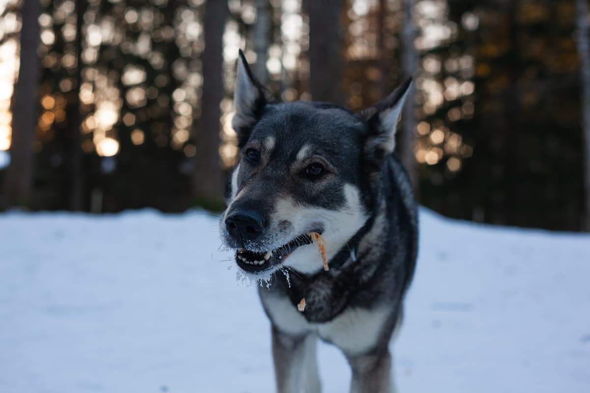 Jämthund with family