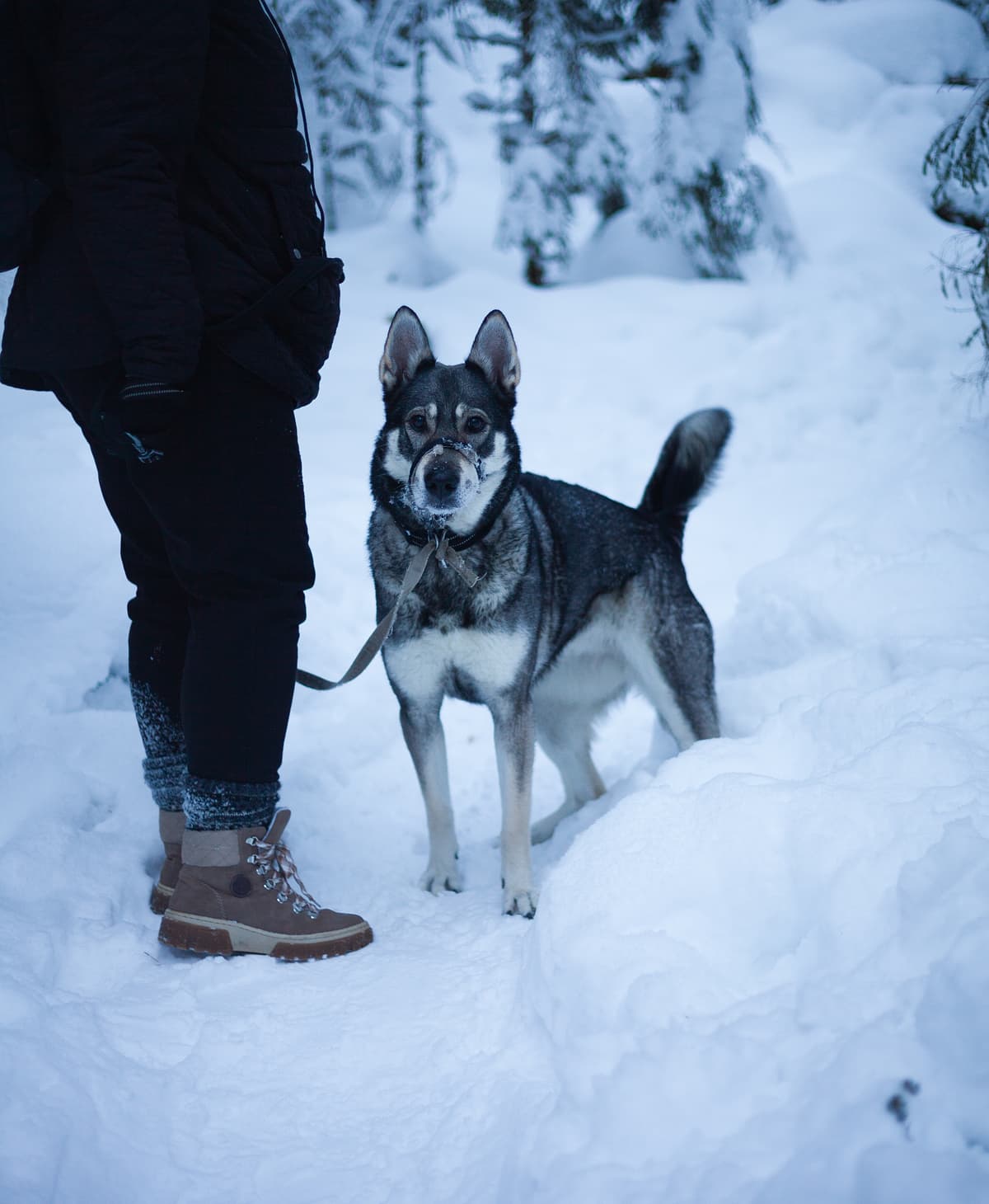 Jämthund