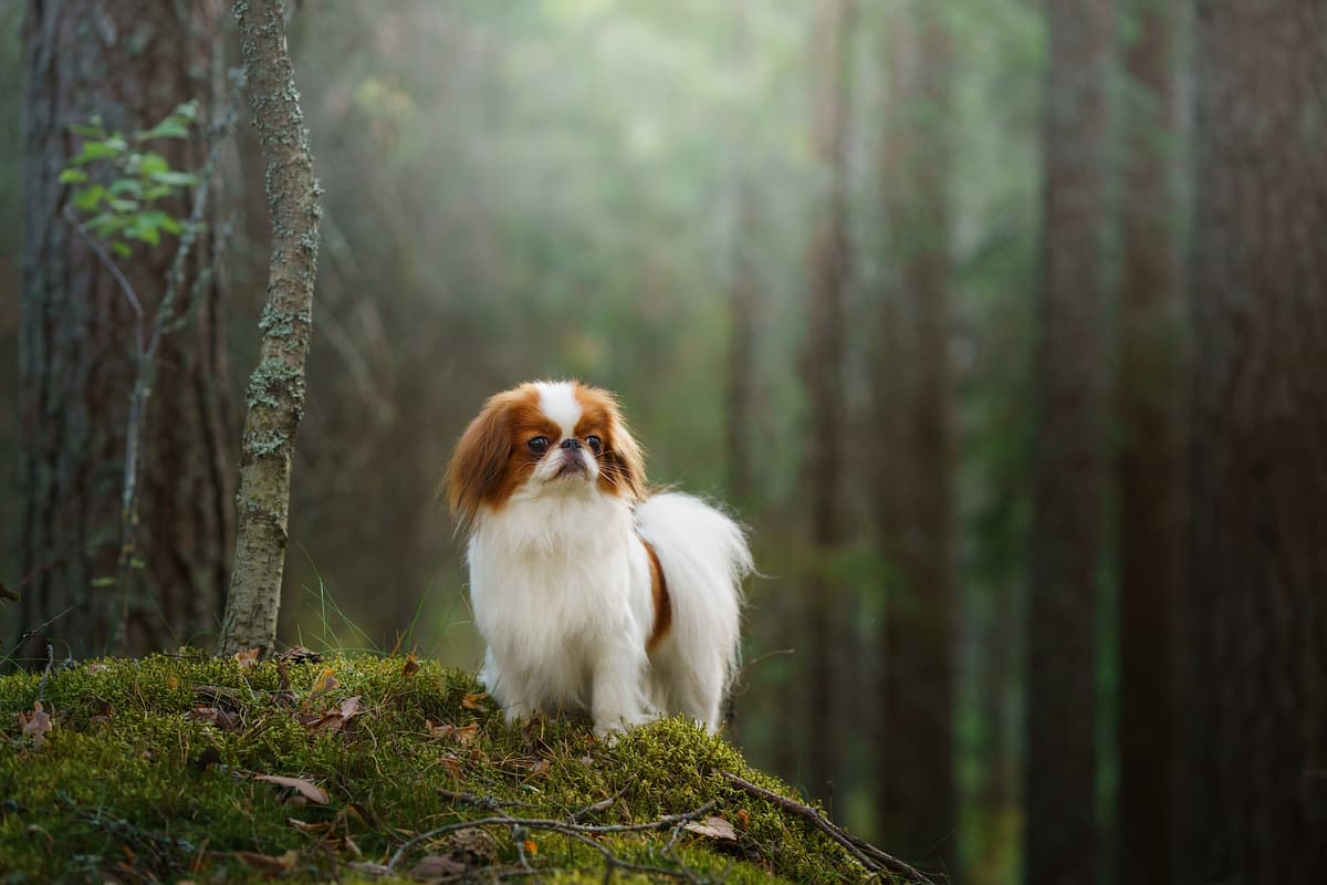 Japanse Spaniel