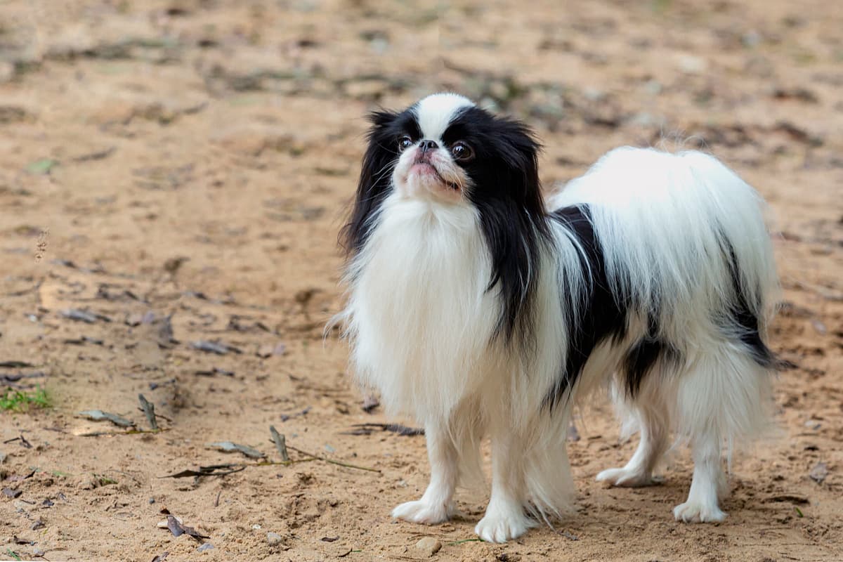 Japanse Spaniel playing