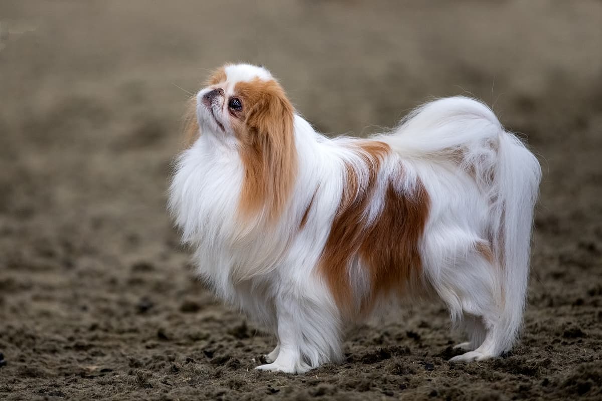 Japanse Spaniel with family