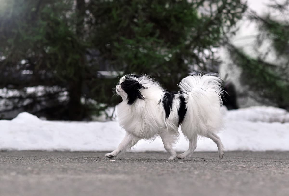 Japanse Spaniel