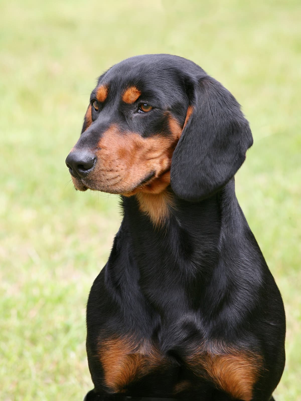 Jura Laufhund