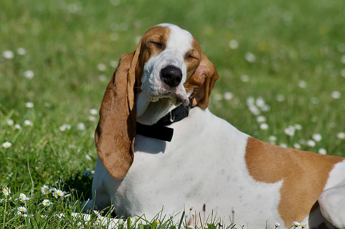 Jura Laufhund