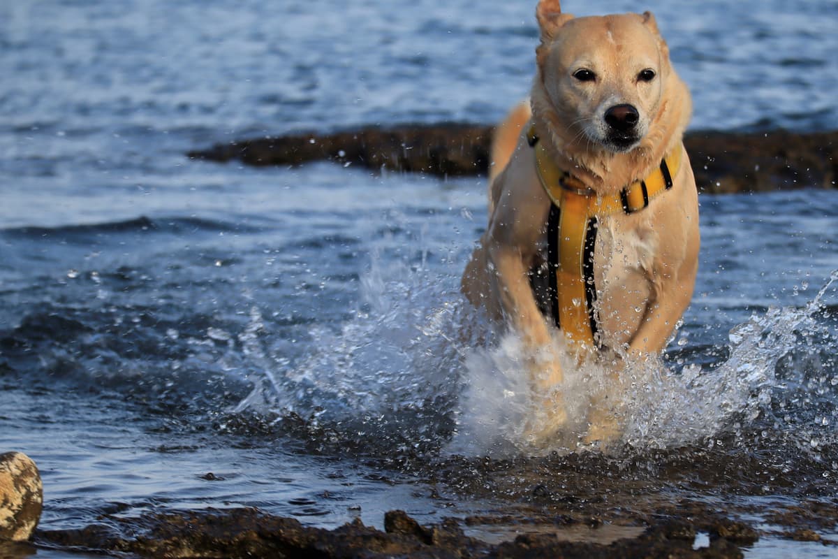 Kanaänhond