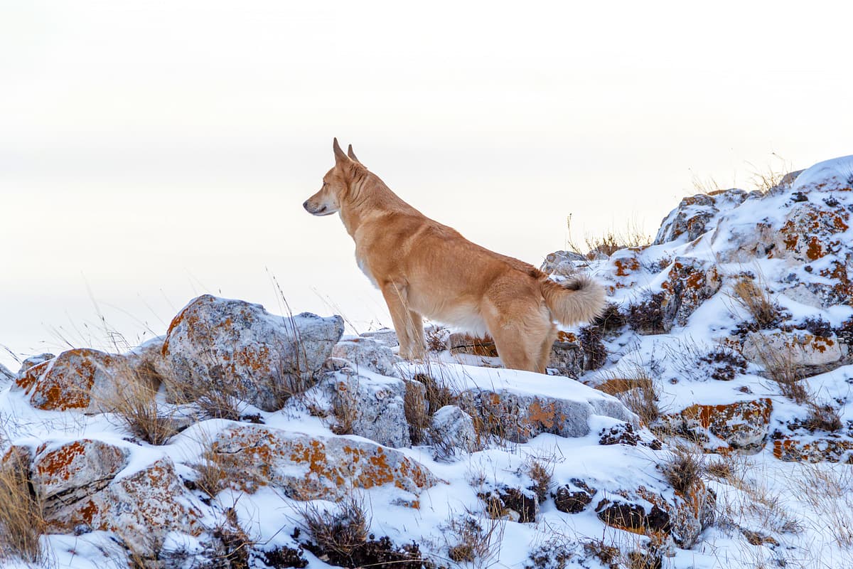 Kanaänhond playing