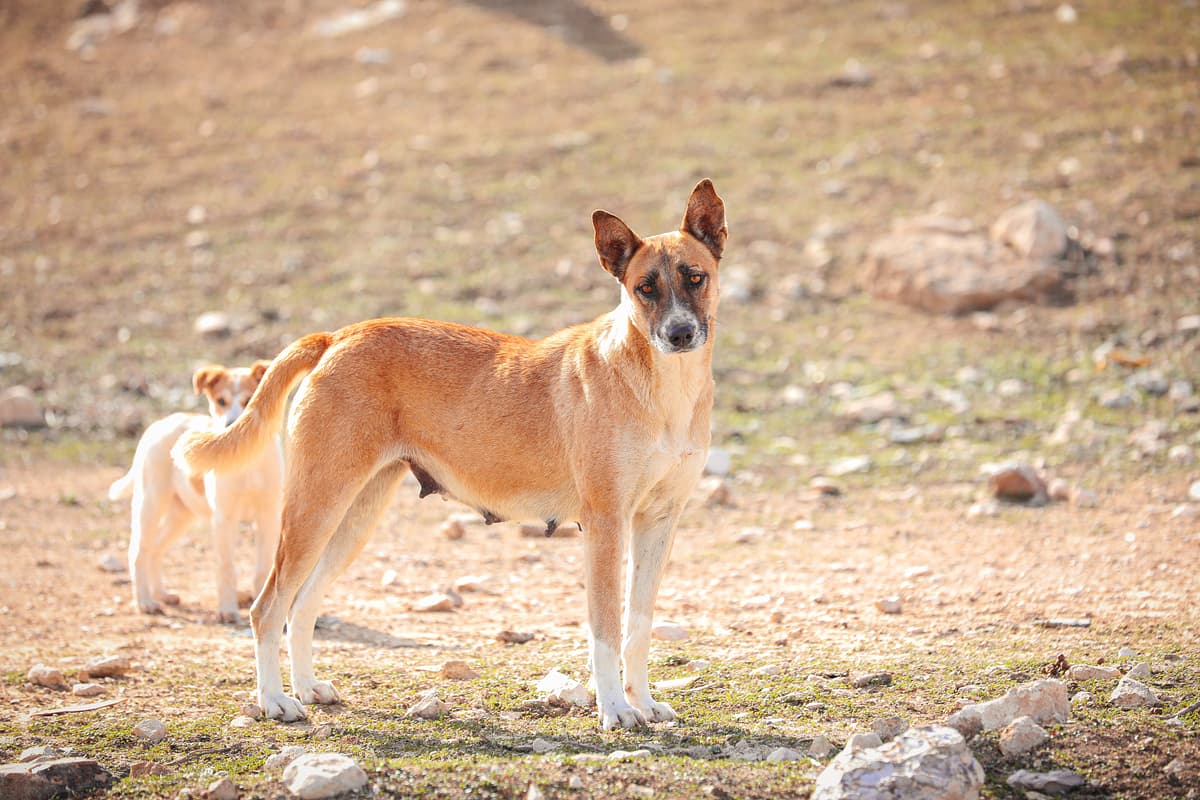 Kanaänhond