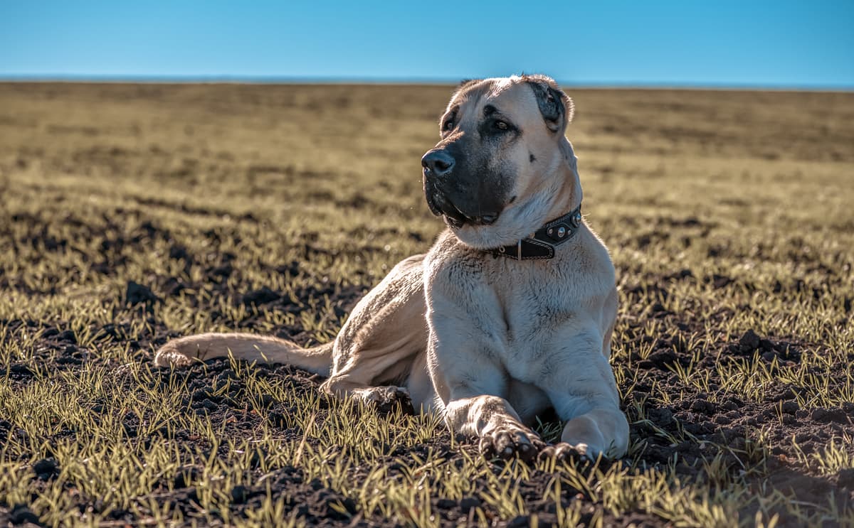 Karabash
