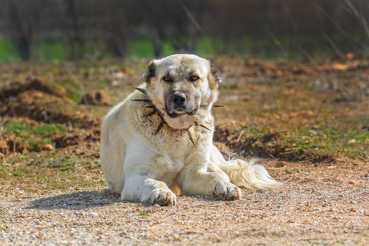 Karabash playing