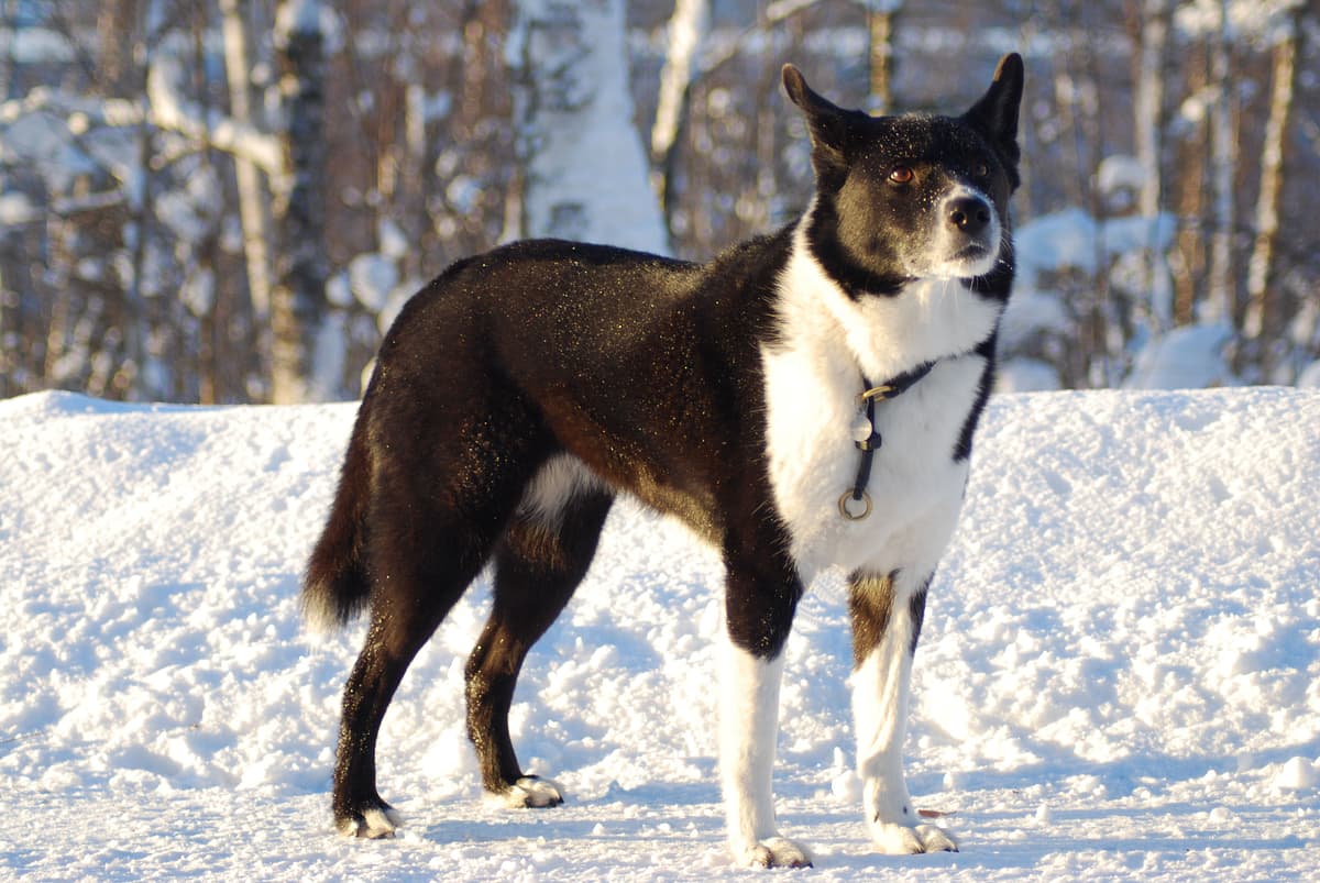 Karelische Berenhond