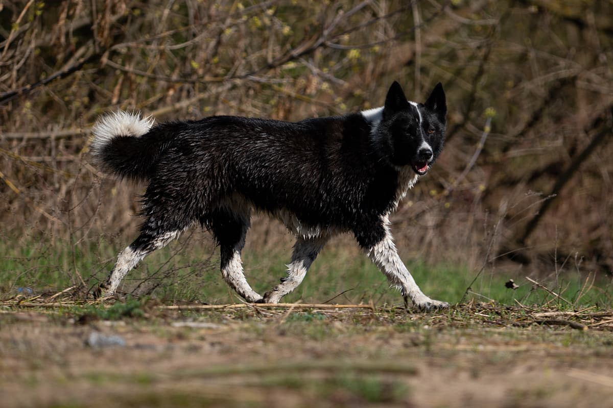 Karelische Berenhond playing