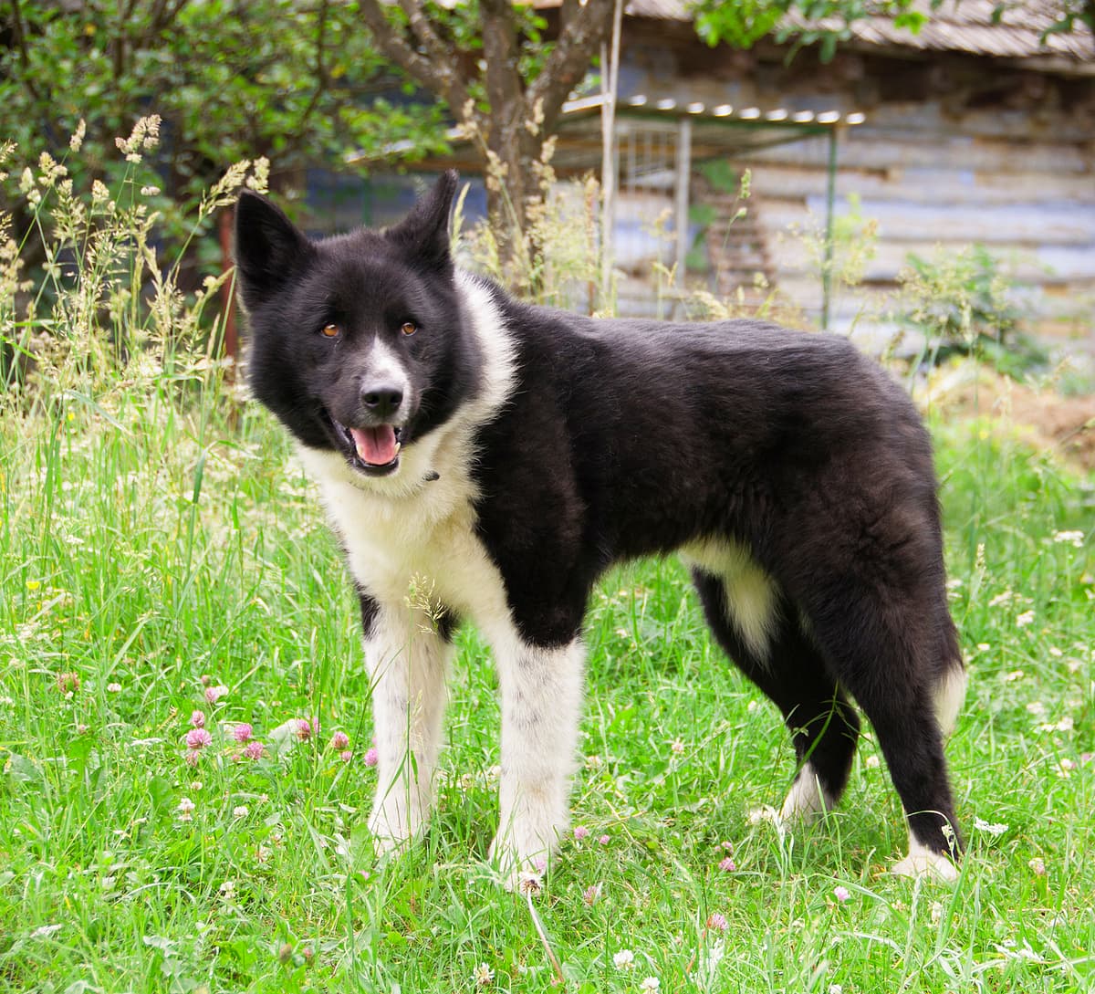 Karelische Berenhond