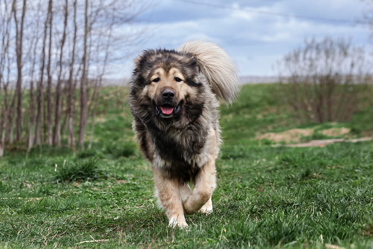 Kaukasische Herder