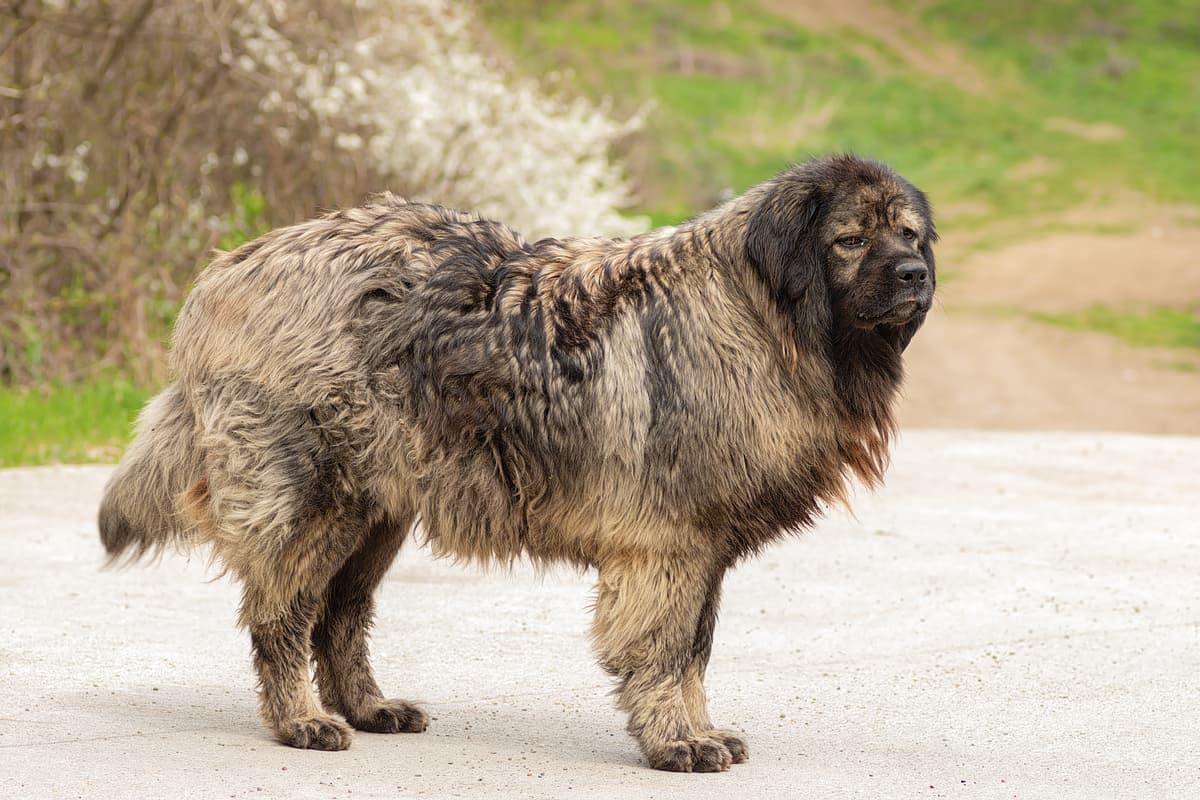Kaukasische Herder playing
