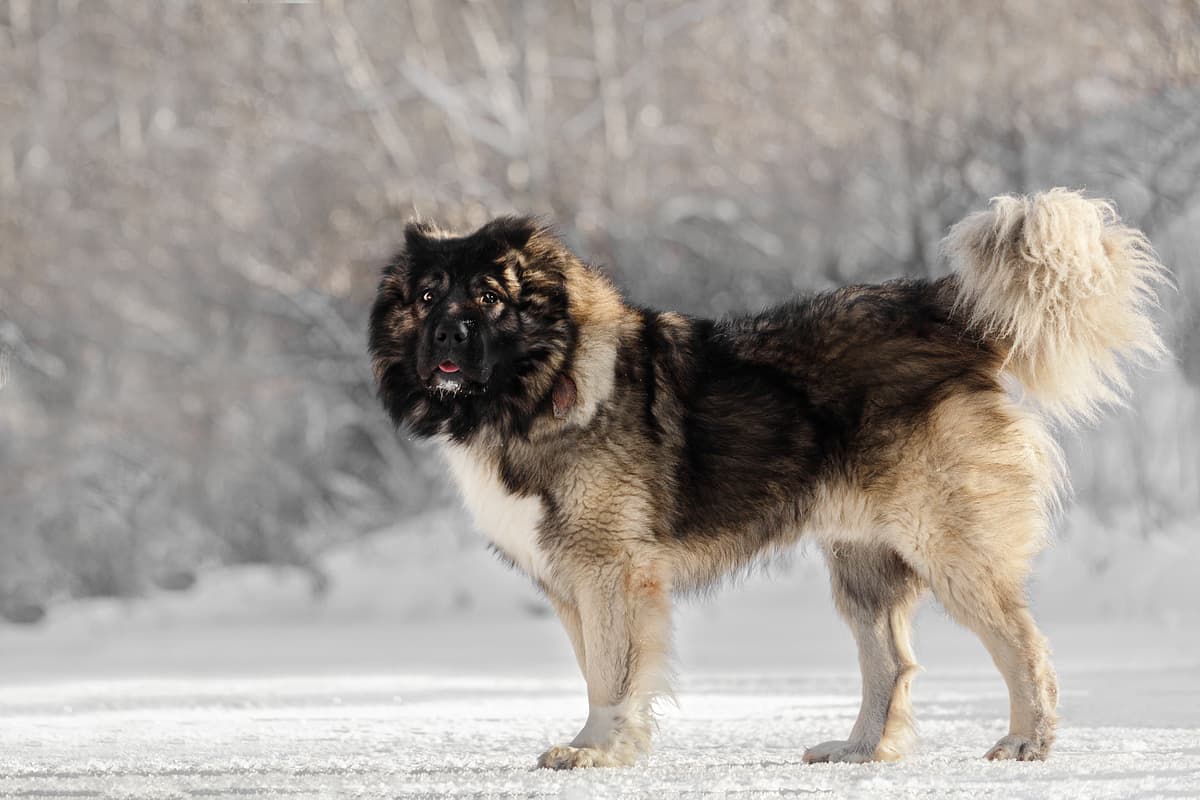 Kaukasische Herder