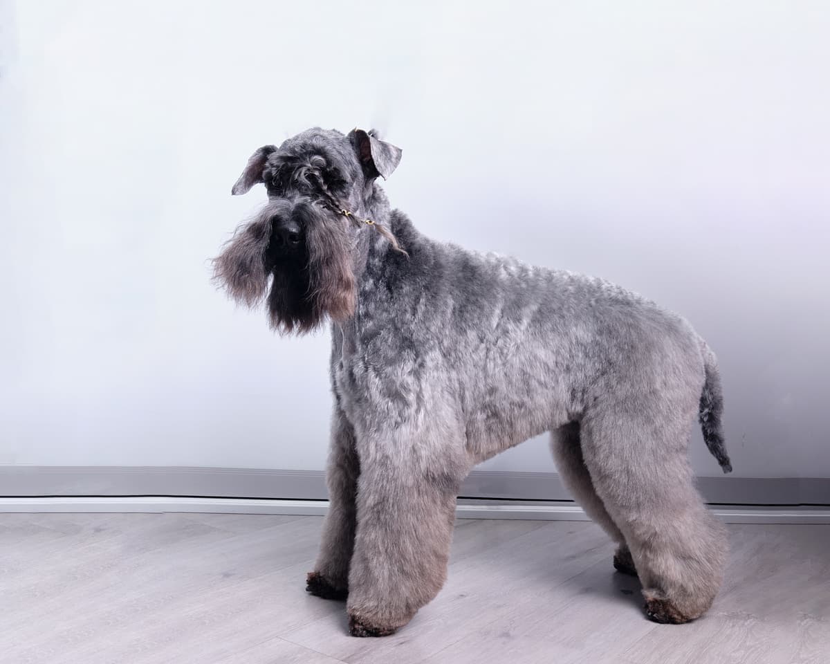 Kerry Blue Terrier
