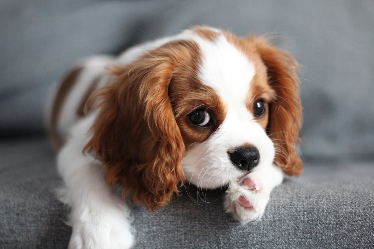 King Charles Spaniel