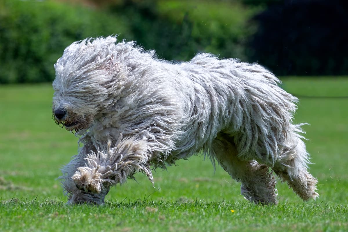 Komondor