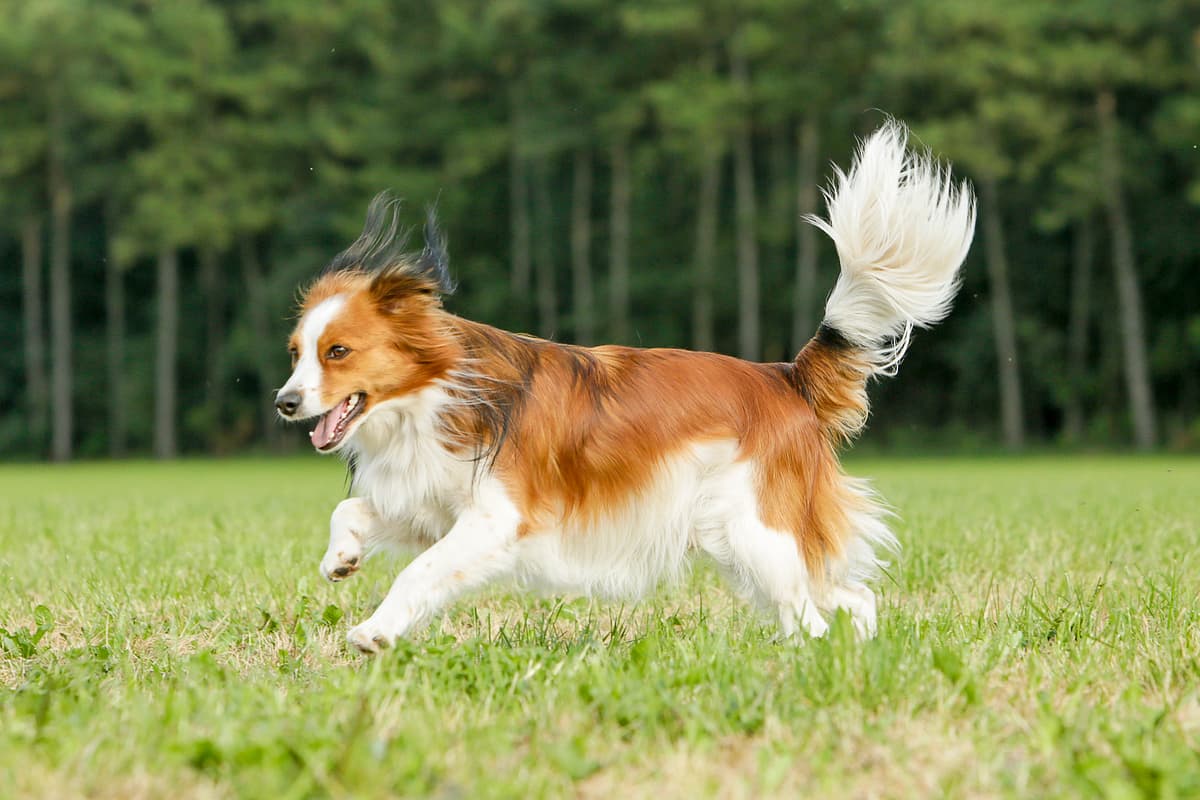 Kooikerhondje