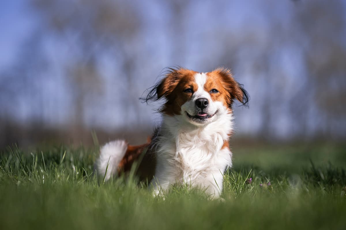 Kooikerhondje playing